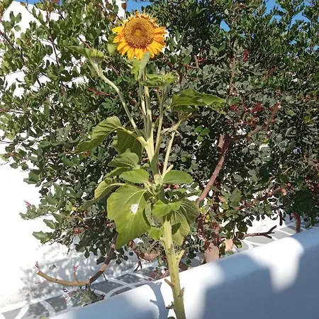 Pico Aparthotel 2*